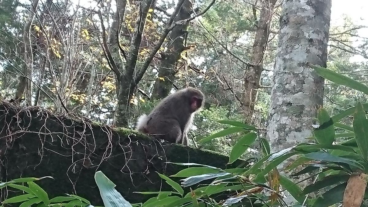 研究所の近くに現れたサル